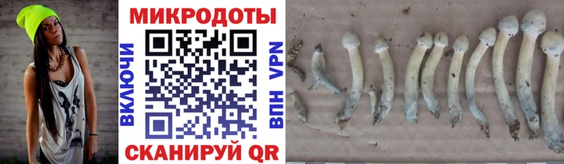 хочу наркоту  Галич  Псилоцибиновые грибы Psilocybine cubensis 